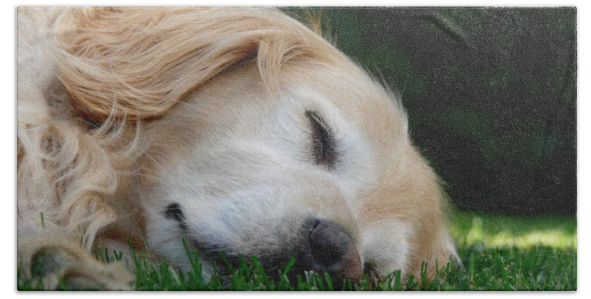 Golden Retriever Beach Sheet featuring the photograph Golden Retriever Dog Sweet Dreams by Jennie Marie Schell