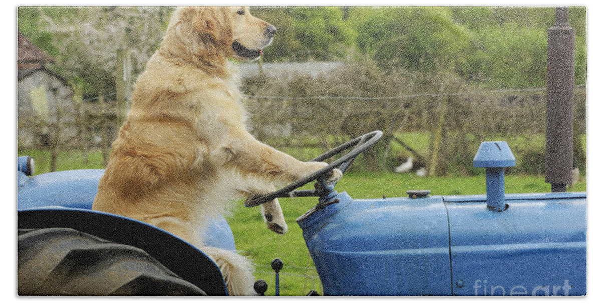 Dog Beach Towel featuring the photograph Golden Retriever On Tractor by John Daniels