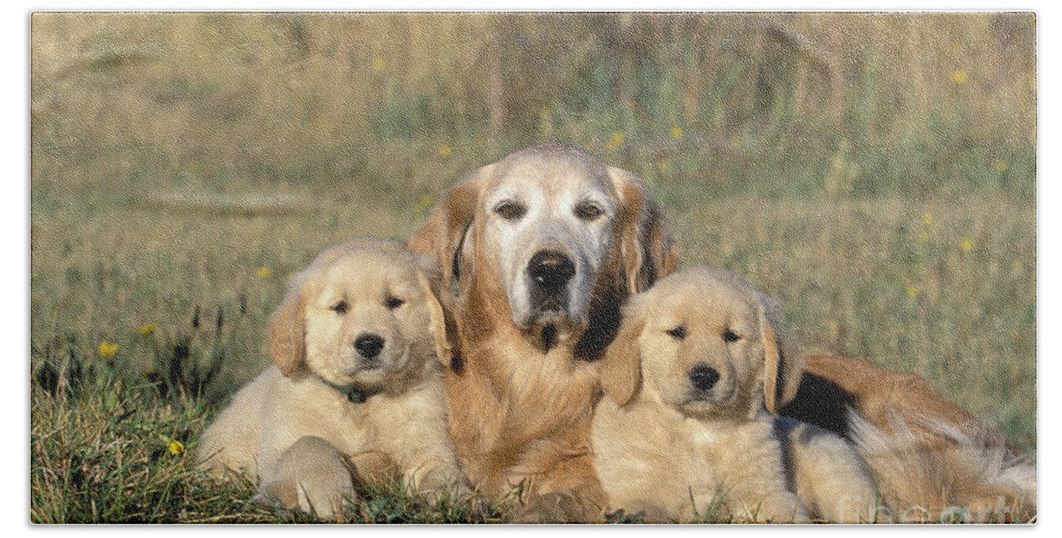 Golden Retriever Beach Towel featuring the photograph Golden Retriever With Puppies by Rolf Kopfle