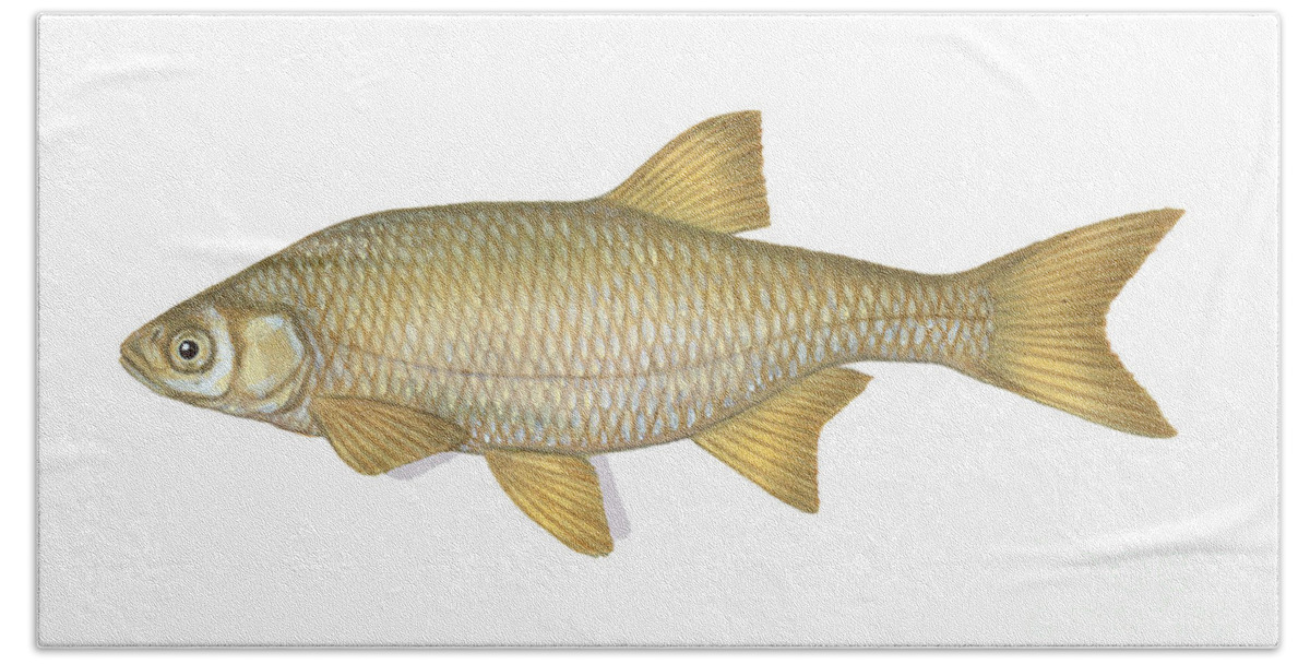 Golden Shiner Beach Towel featuring the photograph Golden Shiner by Carlyn Iverson