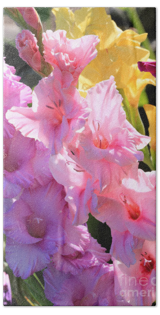 Gladiolus In Morning Sunshine Beach Towel featuring the photograph Good Morning Gladiolus by Carol Groenen