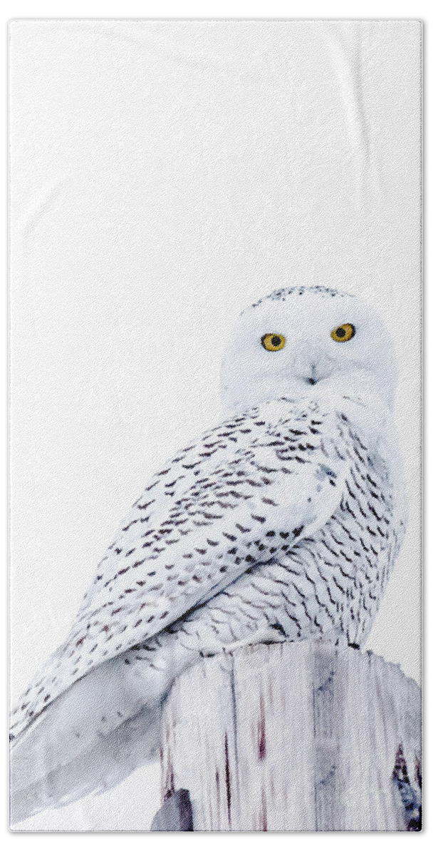 Field Beach Towel featuring the photograph Gorgeous Snowy Owl by Cheryl Baxter