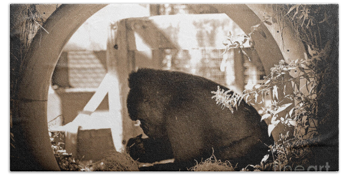 Monkey Beach Towel featuring the photograph Gorilla by Karen Adams