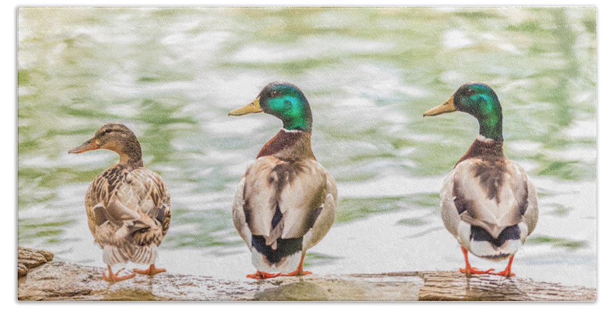 Mallard Beach Sheet featuring the photograph Got my ducks in a row by Keith Allen