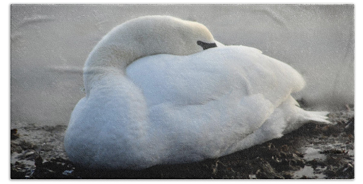 Sleeping Beach Towel featuring the photograph Grace by Randi Grace Nilsberg