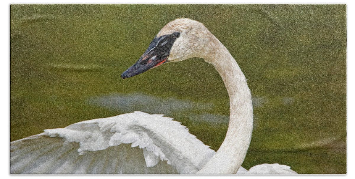 Swan Beach Towel featuring the photograph Graceful Swan by Jack Bell