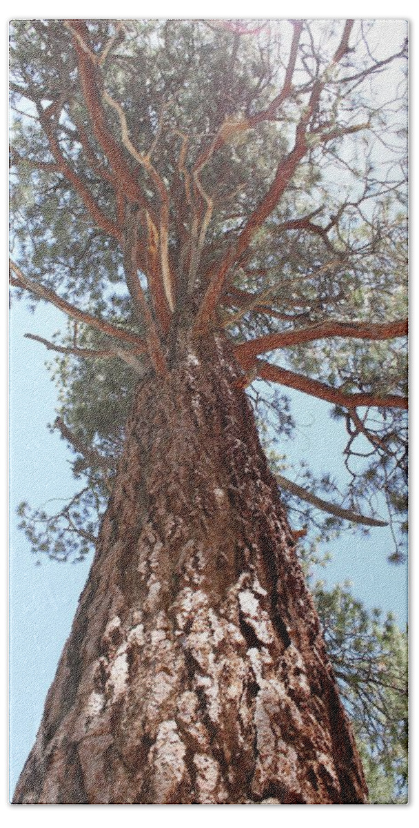 Mt. Whitney Beach Sheet featuring the photograph Graceful Tree by Amy Gallagher