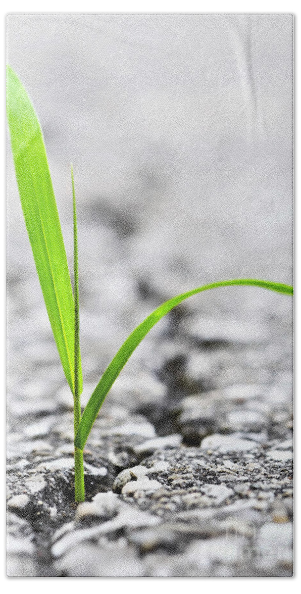 Grass Beach Towel featuring the photograph Grass in asphalt by Elena Elisseeva
