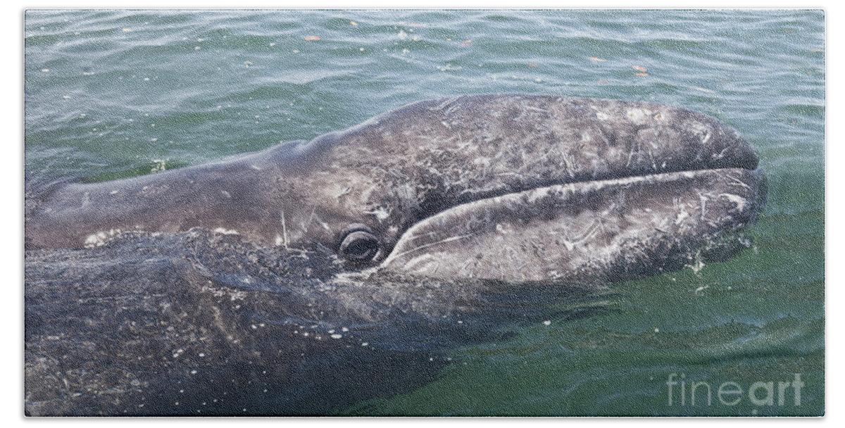 Baja California Beach Towel featuring the photograph Gray / Grey Whale Eschrichtius robustus by Liz Leyden