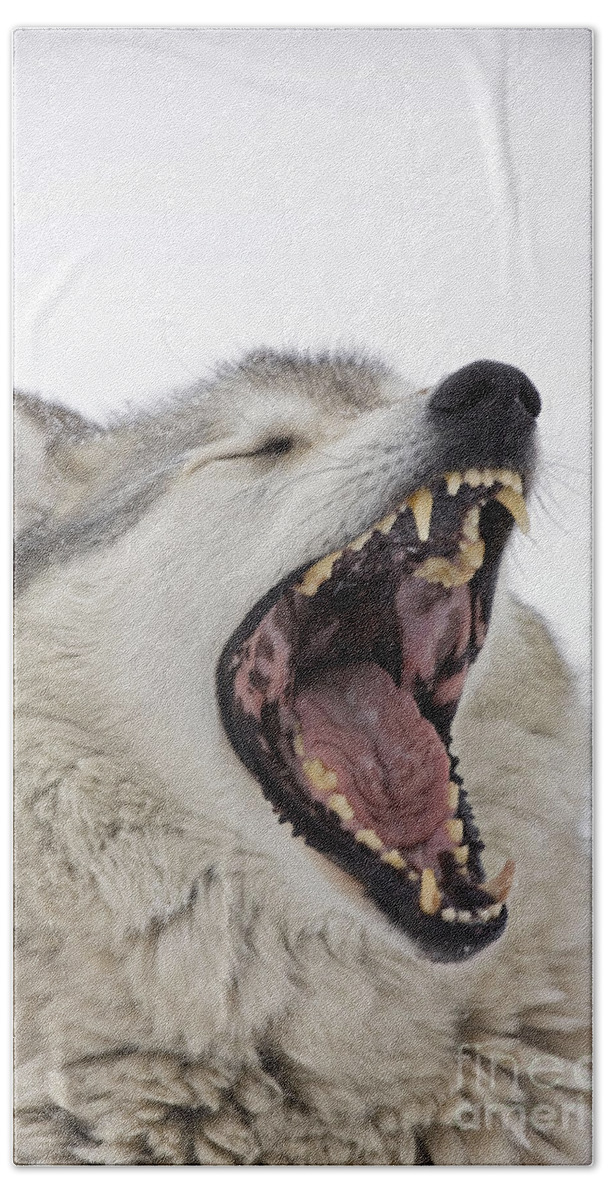Gray Wolf Beach Towel featuring the photograph Gray Timber Wolf Yawning by John Cancalosi