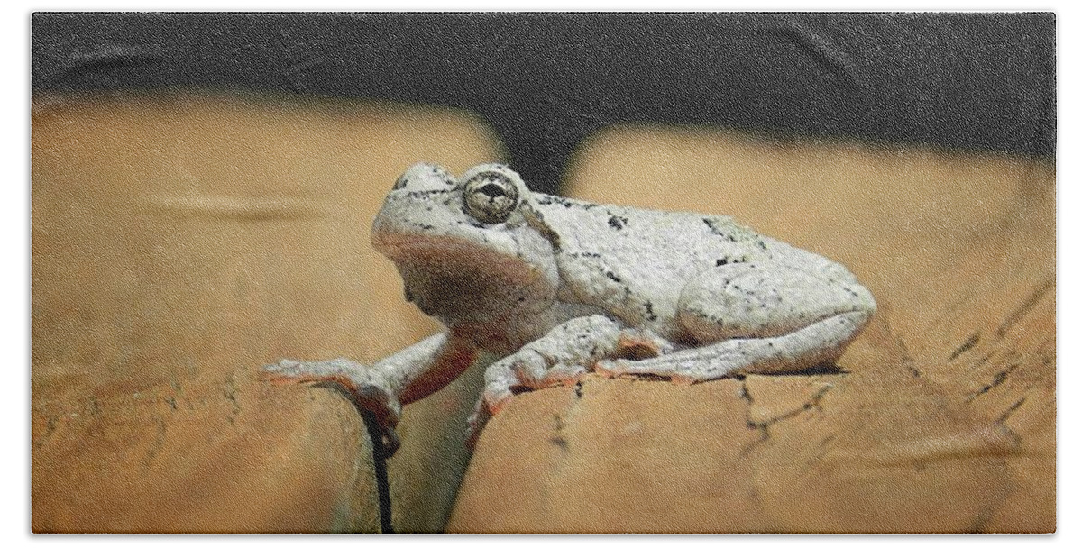 Gray Toad Beach Sheet featuring the photograph Gray Tree Frog by Sharon Woerner