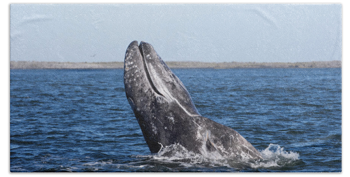 Feb0514 Beach Towel featuring the photograph Gray Whale Spyhopping Magdalena Bay Baja by Flip Nicklin