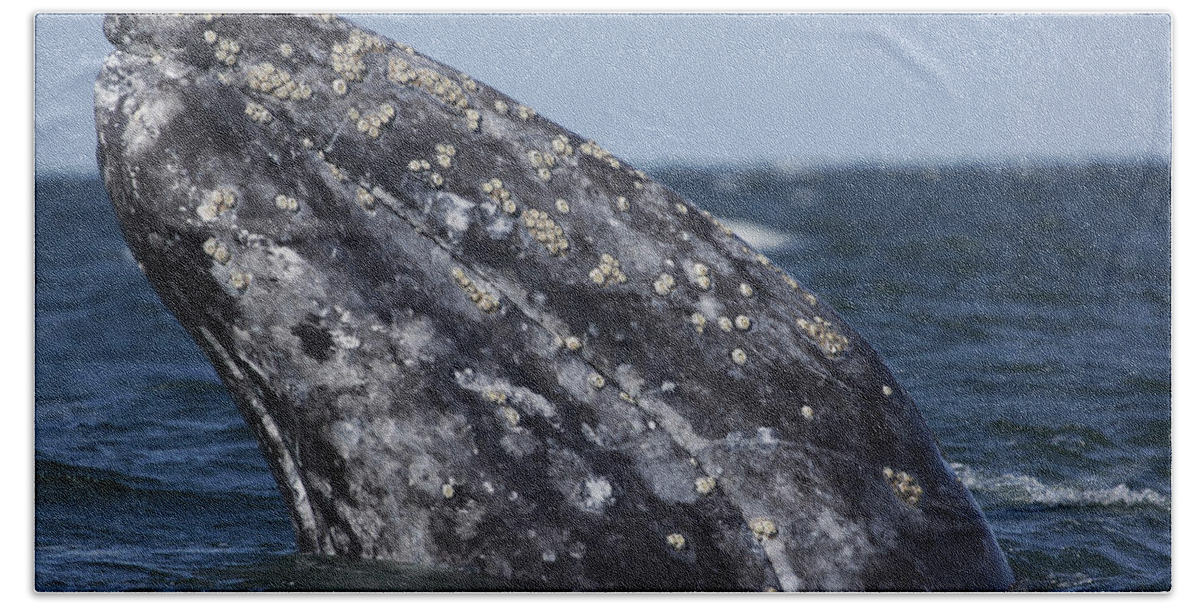 Feb0514 Beach Towel featuring the photograph Gray Whale Spyhopping San Ignacio Lagoon by Hiroya Minakuchi