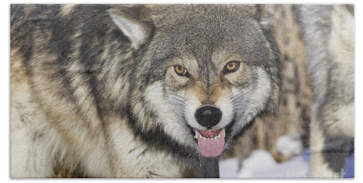 Wolf Beach Towel featuring the photograph Gray Wolf, Canis Lupus by M. Watson