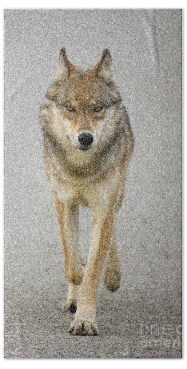 00440973 Beach Towel featuring the photograph Gray Wolf in Denali by Yva Momatiuk John Eastcott