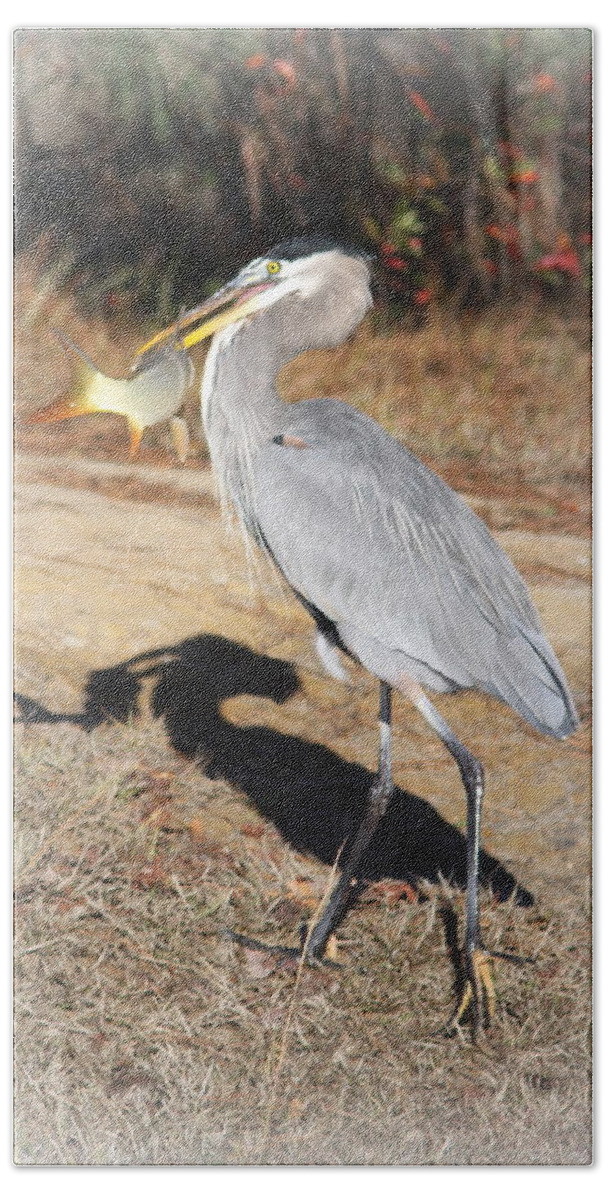 Great Blue Heron - Big Bite Of Fish Beach Towel featuring the photograph Great Blue Heron - Big Bite of Fish by Travis Truelove