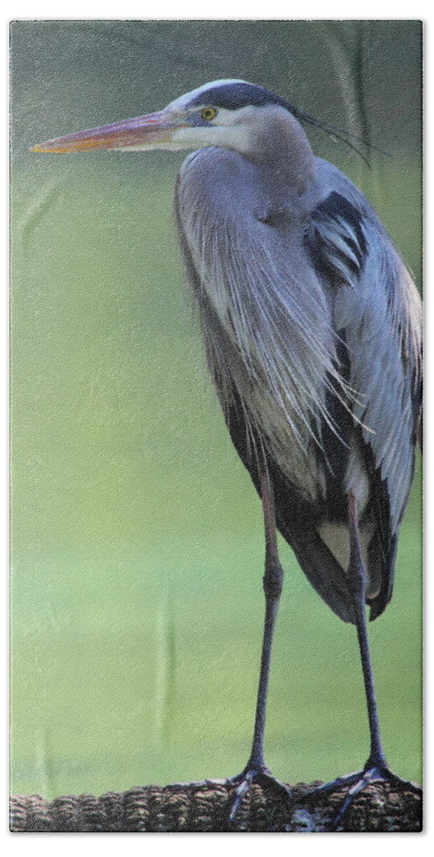 Great Blue Heron Beach Sheet featuring the photograph Great Blue Heron by Bruce J Robinson