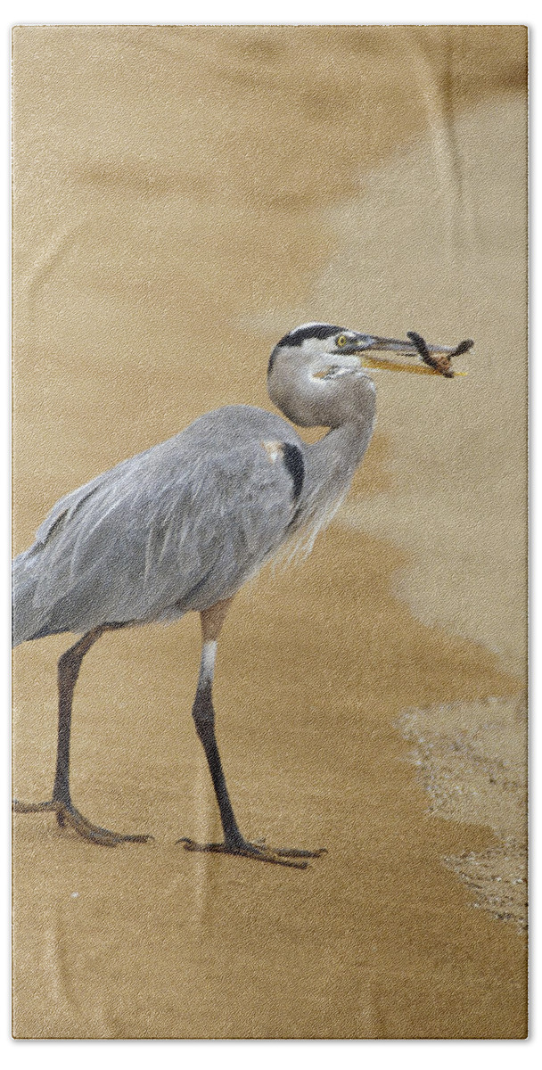 Feb0514 Beach Towel featuring the photograph Great Blue Heron Eating Green Sea by Konrad Wothe