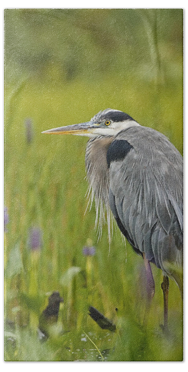 Great Blue Heron Beach Towel featuring the photograph Great Blue Heron by John Vose