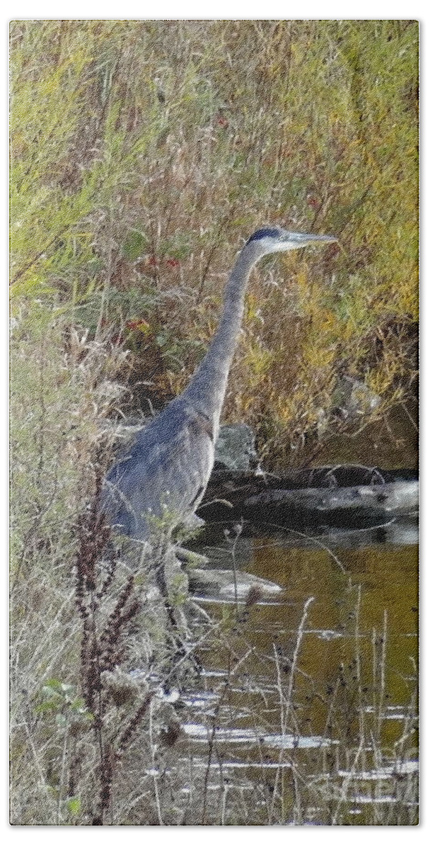 Great Blue Heron Beach Towel featuring the photograph Great Blue Heron - Juvenile by Laurel Best