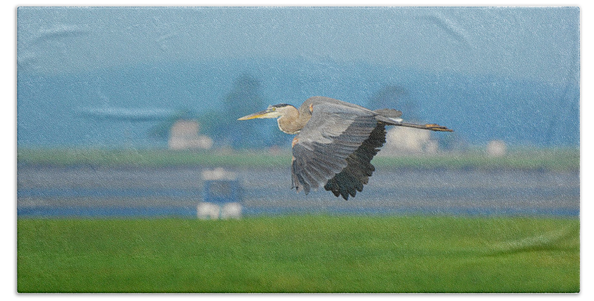 Great Blue Heron Beach Towel featuring the photograph Great Blue heron by Nancy Landry