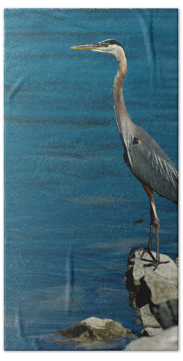 Great Blue Heron Beach Towel featuring the photograph Great Blue Heron by Sebastian Musial