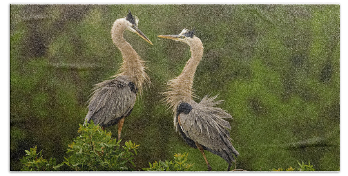 Feb0514 Beach Towel featuring the photograph Great Blue Herons Interacting Florida by Tom Vezo