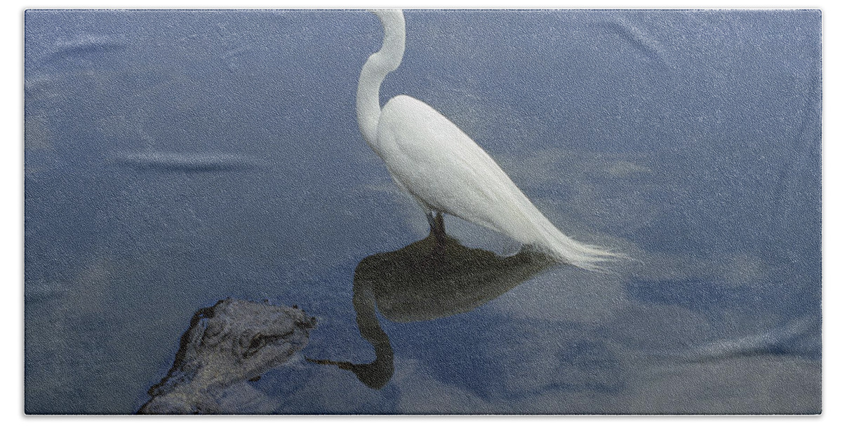 Feb0514 Beach Towel featuring the photograph Great Egret Atop American Alligator by Heidi & Hans-Juergen Koch