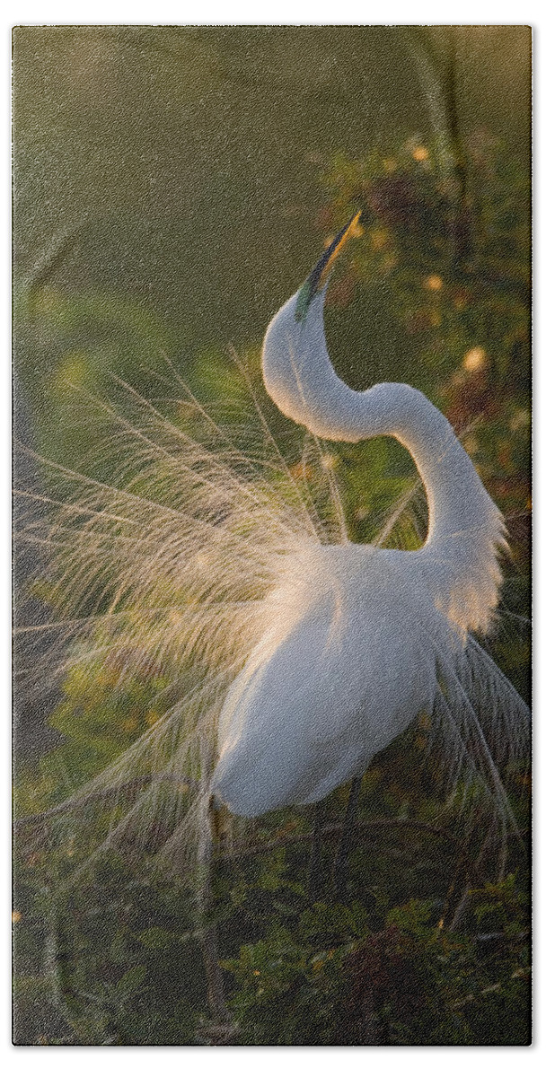 Feb0514 Beach Towel featuring the photograph Great Egret Courting In Breeding by Tom Vezo