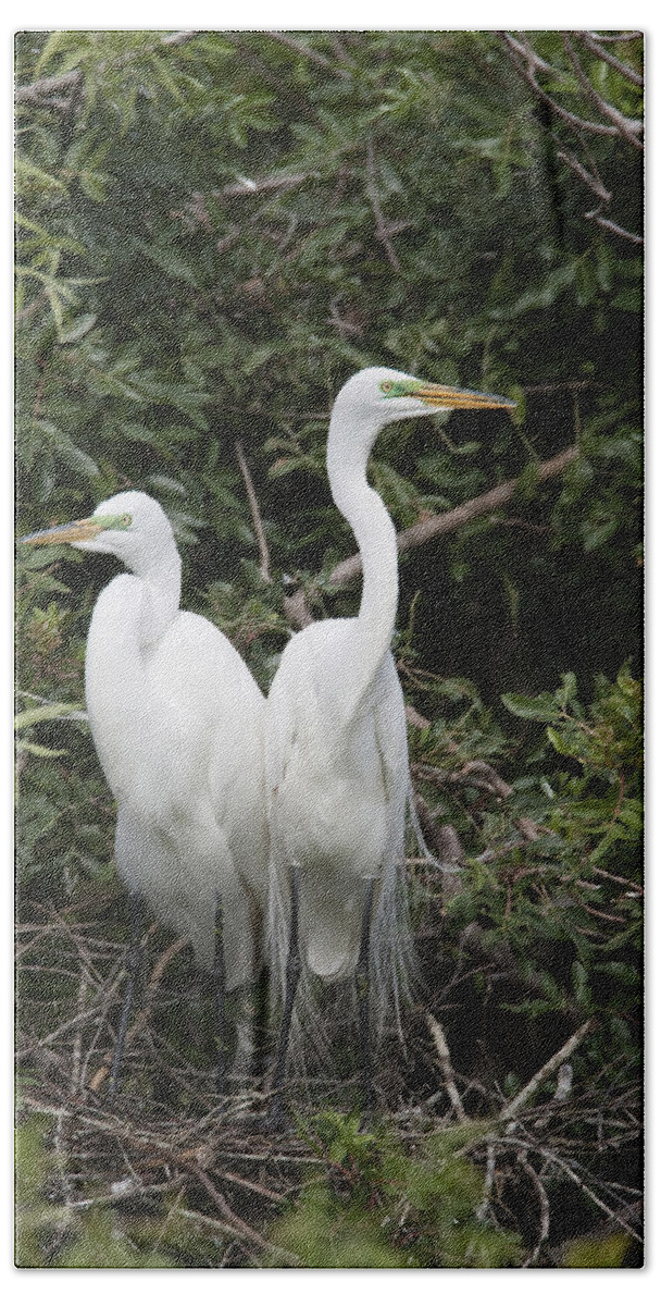 Feb0514 Beach Towel featuring the photograph Great Egrets In Breeding Plumage Florida by Tom Vezo