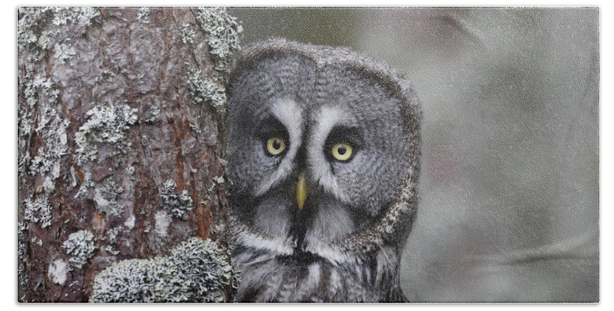 Great Grey Owl Beach Towel featuring the photograph Great Grey Owl by M. Watson