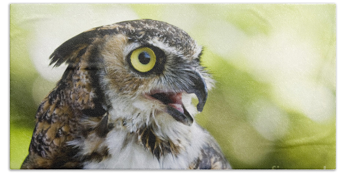 Great Horned Owl Beach Towel featuring the photograph Great Horned Owl by Patty Colabuono