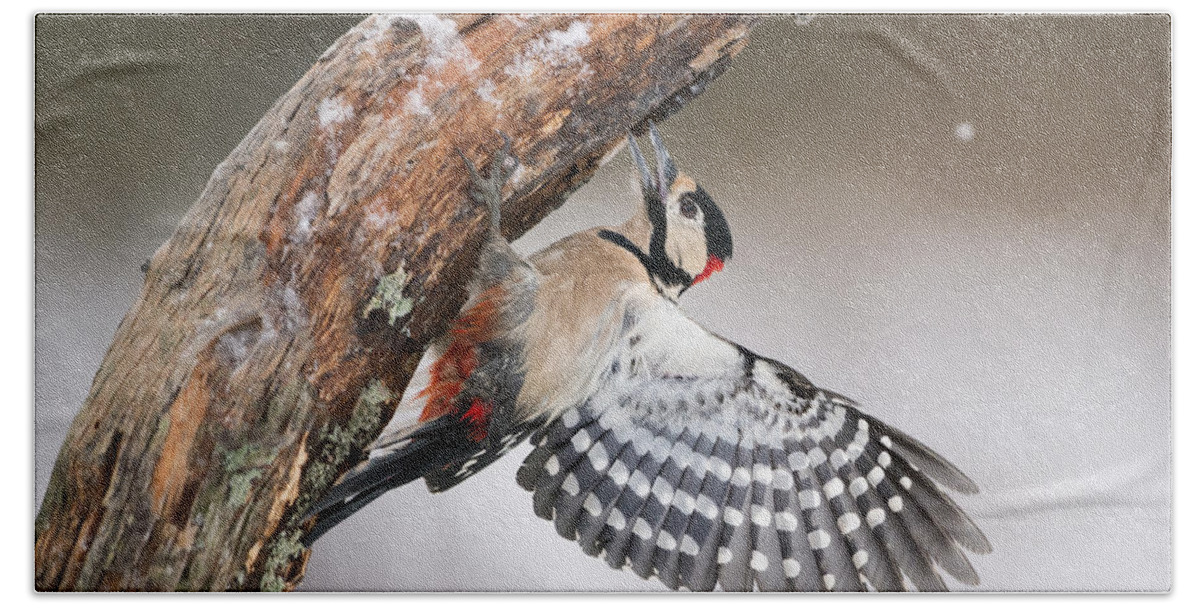 Nis Beach Towel featuring the photograph Great Spotted Woodpecker Male Sweden by Franka Slothouber