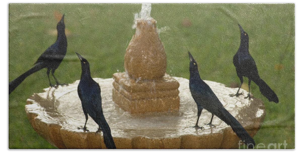 Fauna Beach Towel featuring the photograph Great-tailed Grackles At A Fountain by Ron Sanford