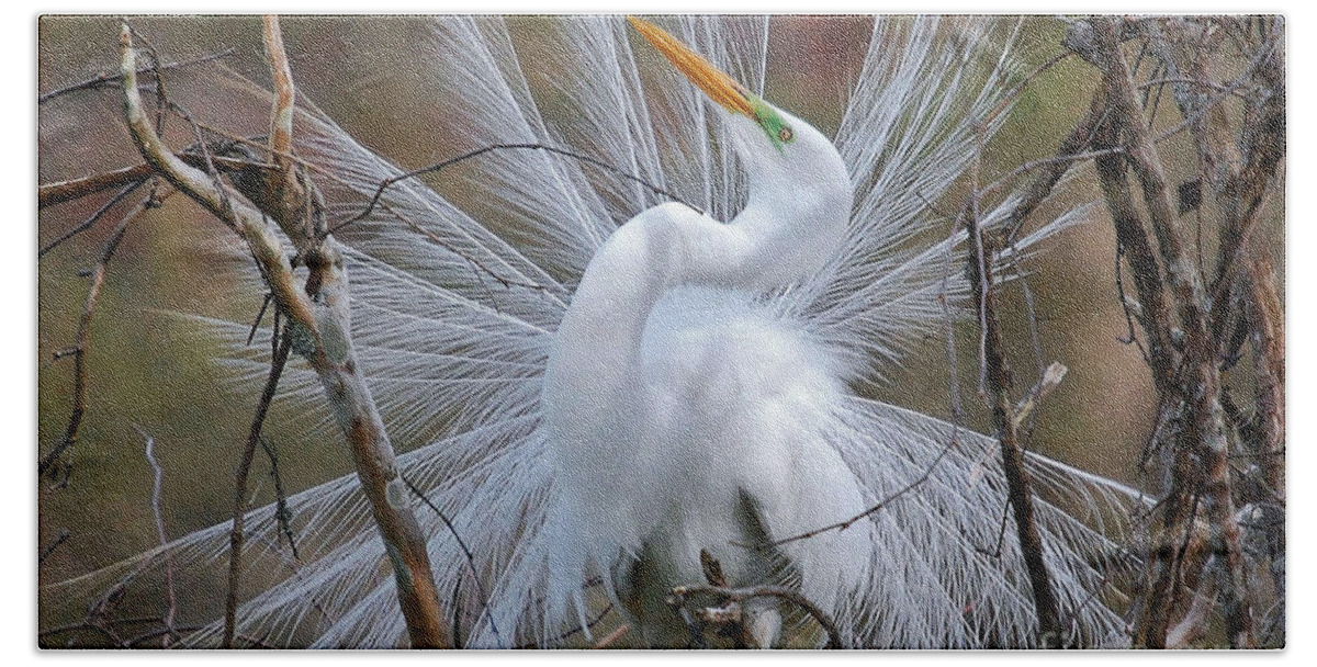 Birds Beach Towel featuring the photograph Great White Egret With Breeding Plumage by Kathy Baccari