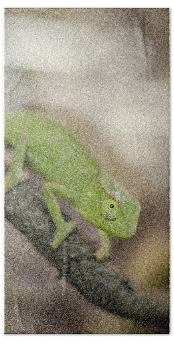 Chameleon Beach Towel featuring the photograph Green Chameleon by Heather Applegate