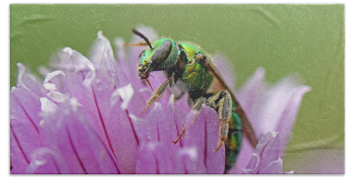 Insects Beach Towel featuring the photograph Green Envy by Jennifer Robin