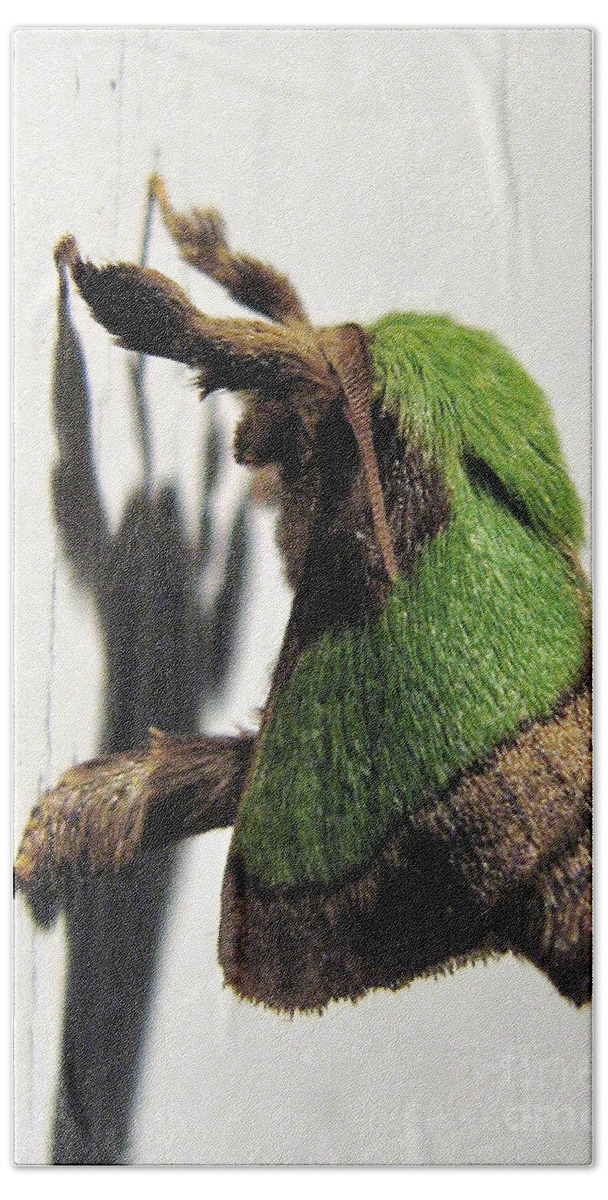 Moths Beach Towel featuring the photograph Green Hair Moth by Christopher Plummer
