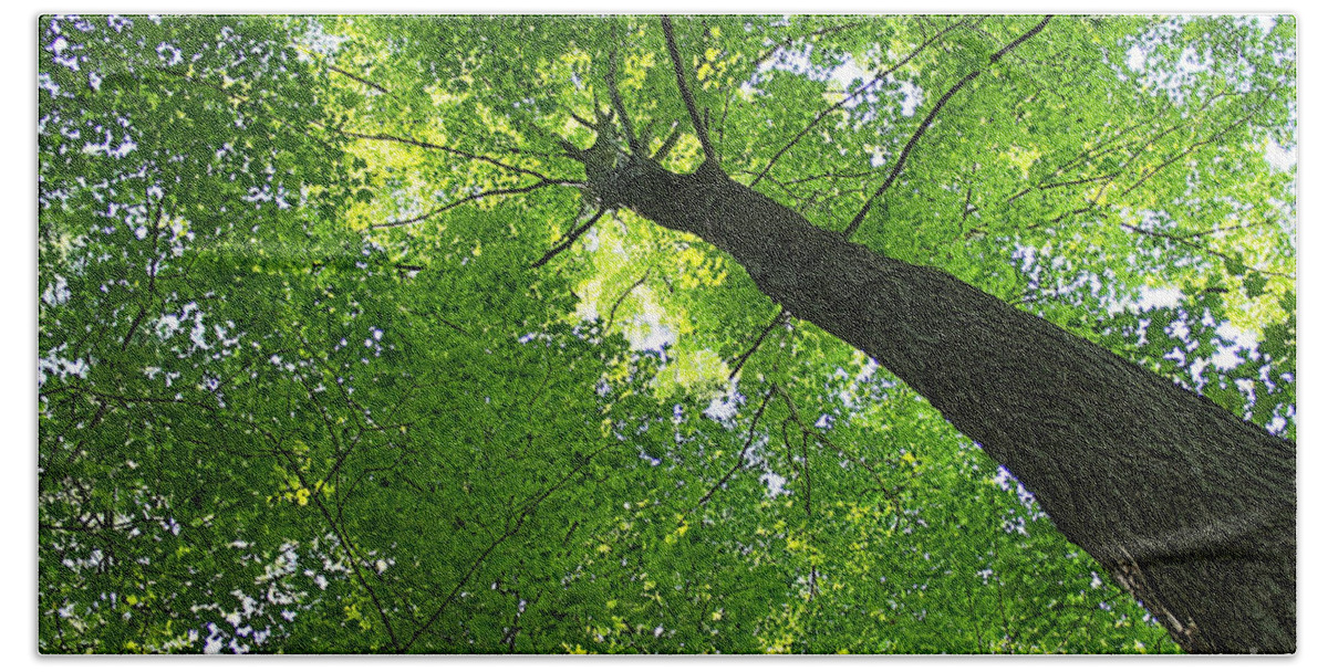 Tree Beach Towel featuring the photograph Green Maple Canopy by Barbara McMahon