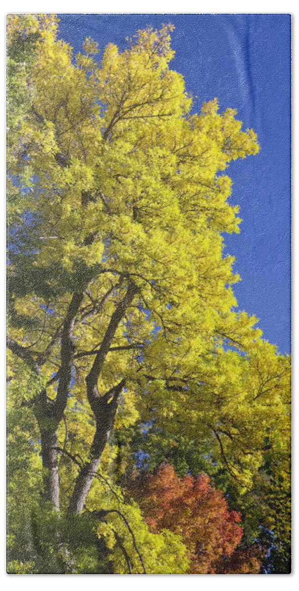 Autumn Beach Towel featuring the photograph Green Orange Yellow and Blue by James BO Insogna