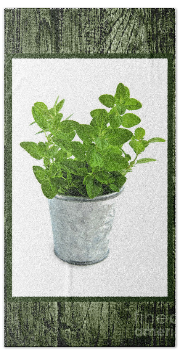 Oregano Beach Towel featuring the photograph Green oregano herb in small pot by Elena Elisseeva