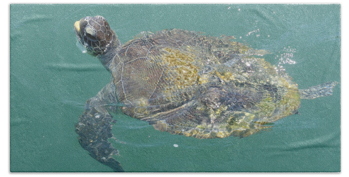 Bradford Martin Beach Towel featuring the photograph Green Sea Turtle by Bradford Martin