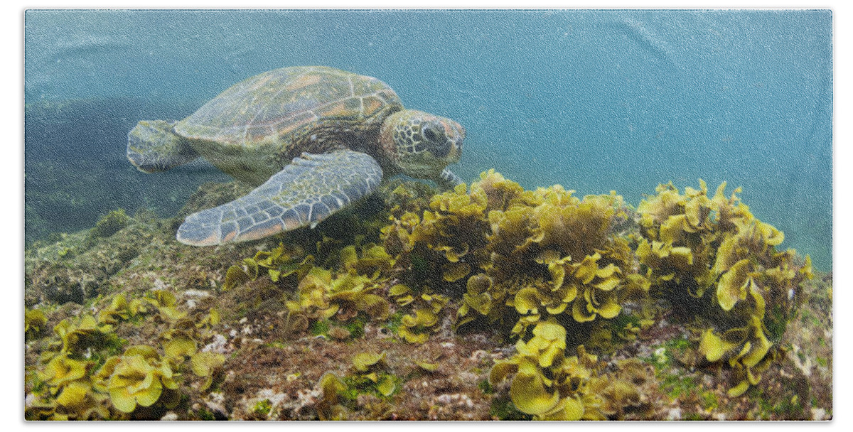536801 Beach Towel featuring the photograph Green Sea Turtle Galapagos Islands by Tui De Roy