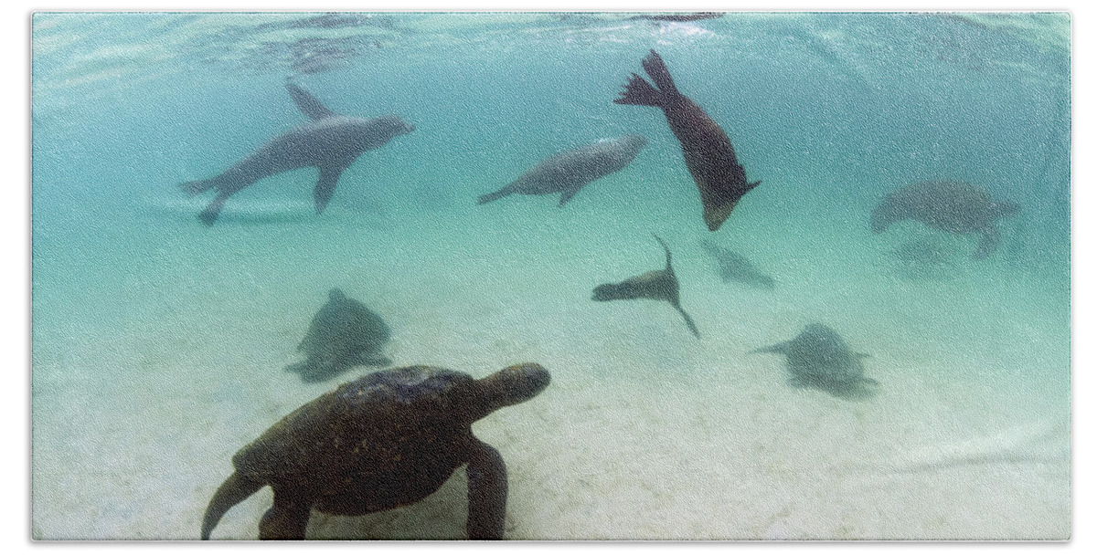 536775 Beach Towel featuring the photograph Green Sea Turtles And Sealions Galapagos by Tui De Roy