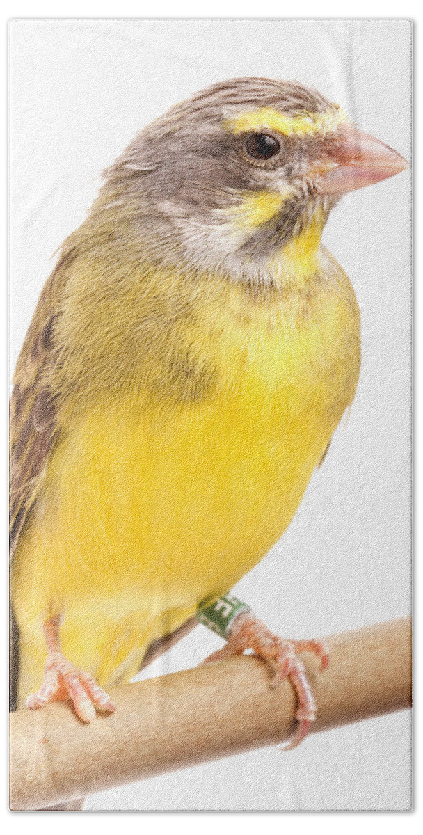 Green Singing Finch Beach Towel featuring the photograph Green Singing Finch Crithagra Mozambicus by David Kenny