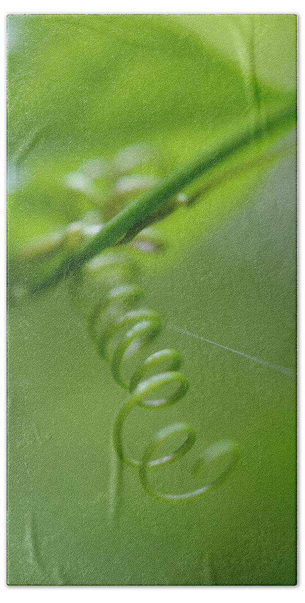 Macro Beach Towel featuring the photograph Green Spiral by Jenny Rainbow