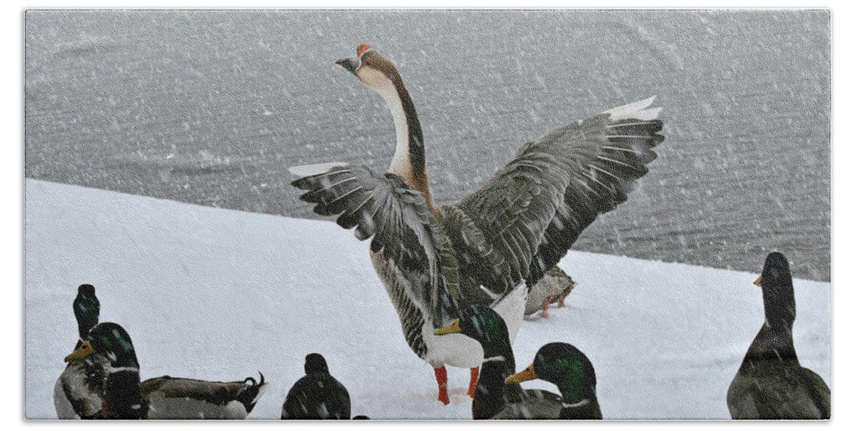  Beach Towel featuring the photograph Green Valley Ducks by Matalyn Gardner