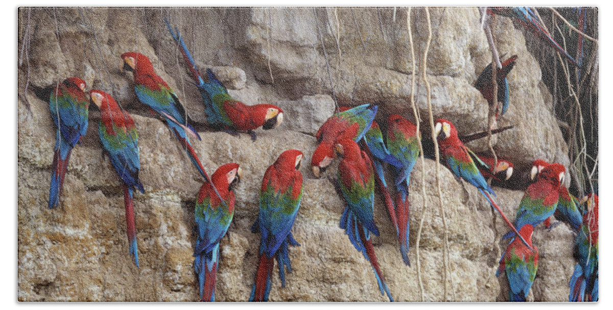 Green-winged Macaw Beach Towel featuring the photograph Green-winged Macaw by Francois Gohier