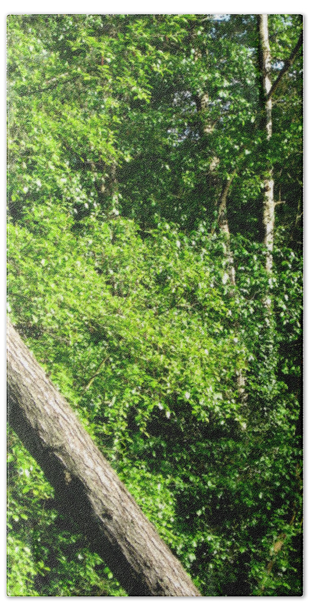 Trees Beach Sheet featuring the photograph Greenbelt Fall by David Trotter