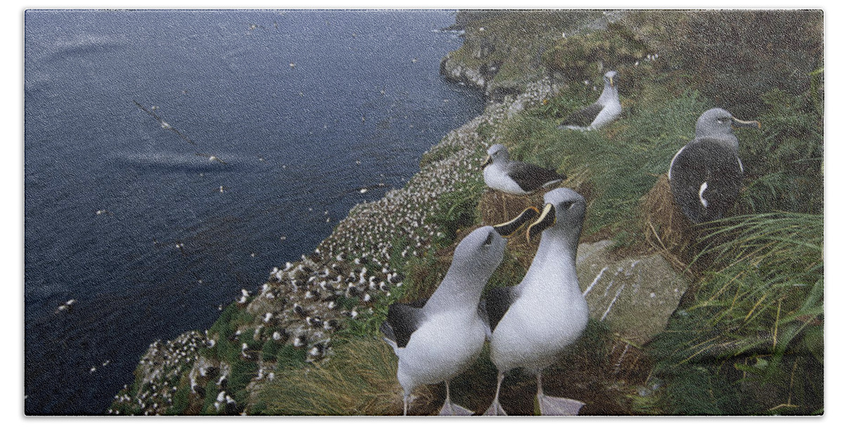 Feb0514 Beach Towel featuring the photograph Grey-headed Albatross Colony Campbell by Tui De Roy